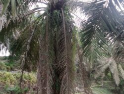 Buah Sawit Busuk Dipokok, Mengakibatkan Ruginya Regional II