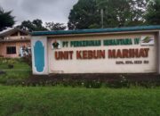 Diduga Unit Marihat PTPN IV Regional II Tidak Melakukan Tajuk (Pembersihan batang) di Pokok Tanaman Produksi