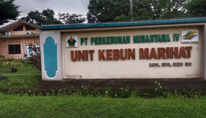 Diduga Unit Marihat PTPN IV Regional II Tidak Melakukan Tajuk (Pembersihan batang) di Pokok Tanaman Produksi