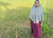 Musim Kemarau Berdampak Bagi Petani Padi, Warga Minta Pemerintah Cari Solusi