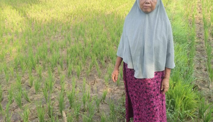 Musim Kemarau Berdampak Bagi Petani Padi, Warga Minta Pemerintah Cari Solusi