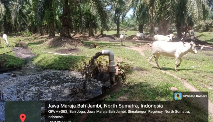 Warga Resah Bau Menyengat Diduga Dari Limbah Cair Kelapa Sawit