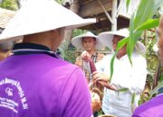 Maesyal Rasyid Bersama Achmad Baiquni Panen Jagung Ungu di Desa Sukamulya 