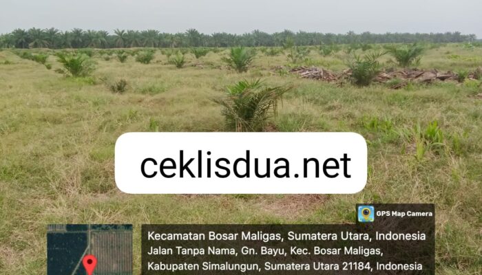 Ratusan hektare Tanaman Belum Menghasilkan (TBM) tidak ditemukan Kacangan (MUCUNA) di Unit Gunung Bayu afdeling IV PTPN IV Regional II